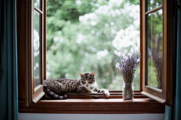 Window with a bouquet